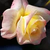 alialkrawy0