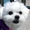 harry_the_maltese