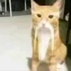tommysaan8
