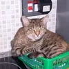 rolipooki