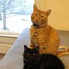 winston_and_sully