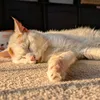mousey_louise