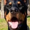 dobermanheartofsteel