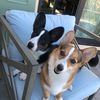 corgintine