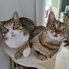 apeach&amario