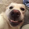 davinci_brilliantaj