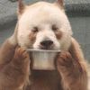 Rus_Panda_TMN