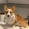 oscar.the.corgi