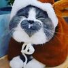 not_dogs342
