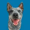 teodoroblueheeler