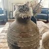 scottish_n_ragdoll