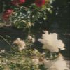 aesthetic_swiftie