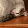 blancaflorcat