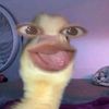 veri_jsus