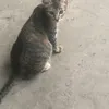 hdhdhfhssj