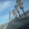 alita_mexicana