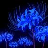 the_blue_spider_lily0