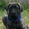 venomthemastiff