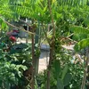 hanhxinhgai208