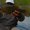 smallmouth49