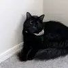 madbadger18