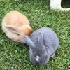 eevee2102