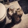 shinxandmew