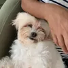 giapudding