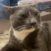 gandalf1.1