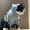 catboiii
