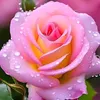 guli_bahar01