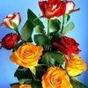 userimr54qccup