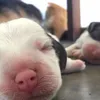 jabezsocutie