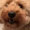 gingerthelabradoodle