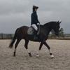 mollysdressagejourney