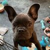 loca_the_frenchie