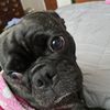 lillyisthecutestdogever