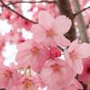 cherry_blossom_pink2025