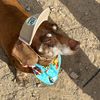 hank_the_tank_dachshund