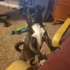 chalupathedog
