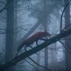misty_kitsune