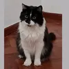 ferchufigueroak