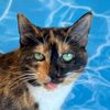 melissaskittens