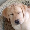 bellalovesdogs911