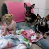 emily_pedrosa03