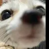 dat_panda1