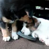 rndom_cotainer