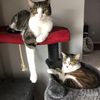 catlady2496