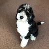 tex_the_sheepadoodle