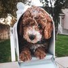 Wrigley the doodle